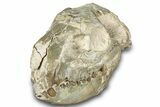 Bargain, Fossil Oreodont (Merycoidodon) Skull - South Dakota #300005-4